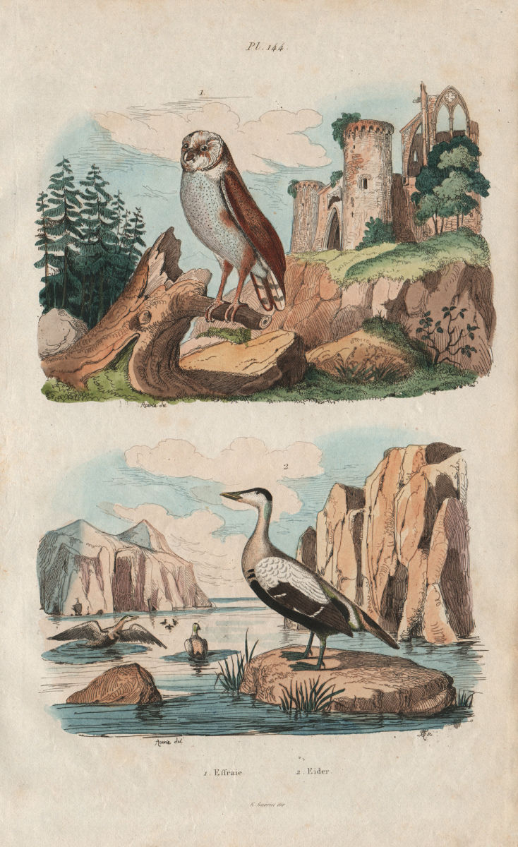 BIRDS. Effraie (Barn Owl). Eider duck 1833 old antique vintage print picture