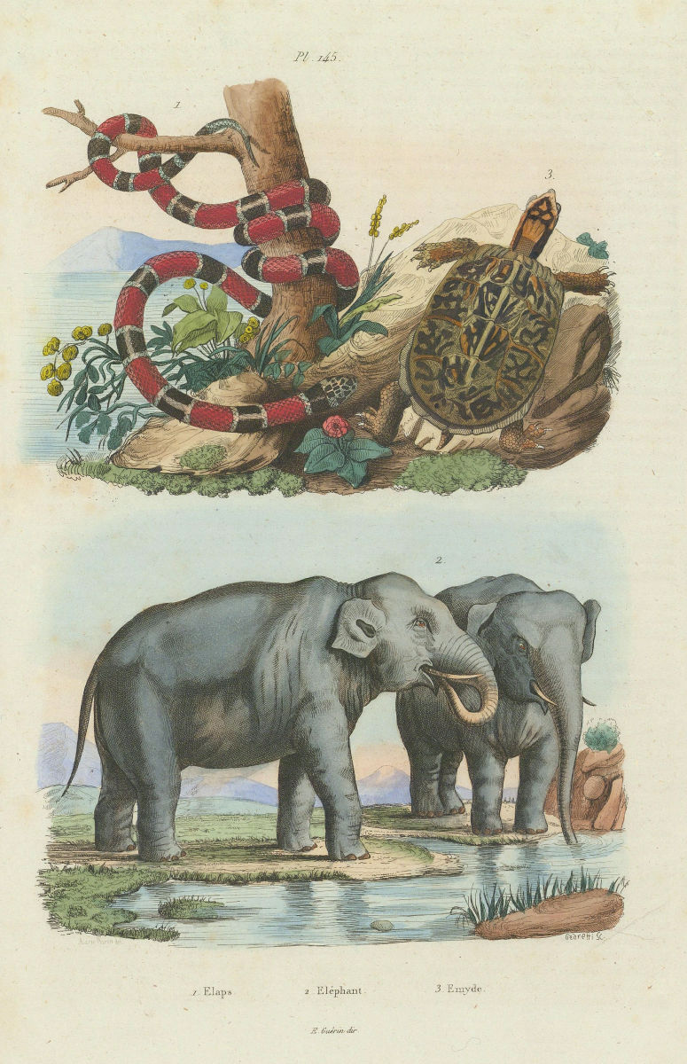 ANIMALS. Elapid/coral snake. Elephant. Emyd (freshwater tortoise) 1833 print
