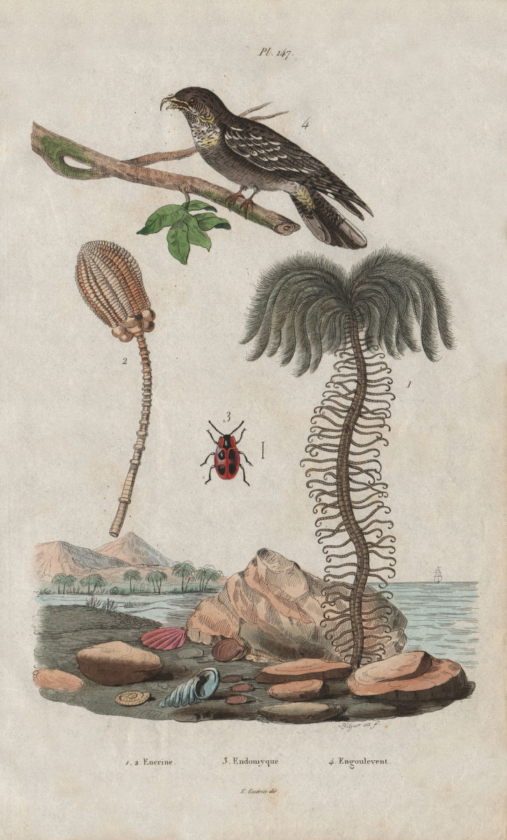 Encrine/stone lily. Endomychus coccineus (Handsome fungus beetle). Nightjar 1833