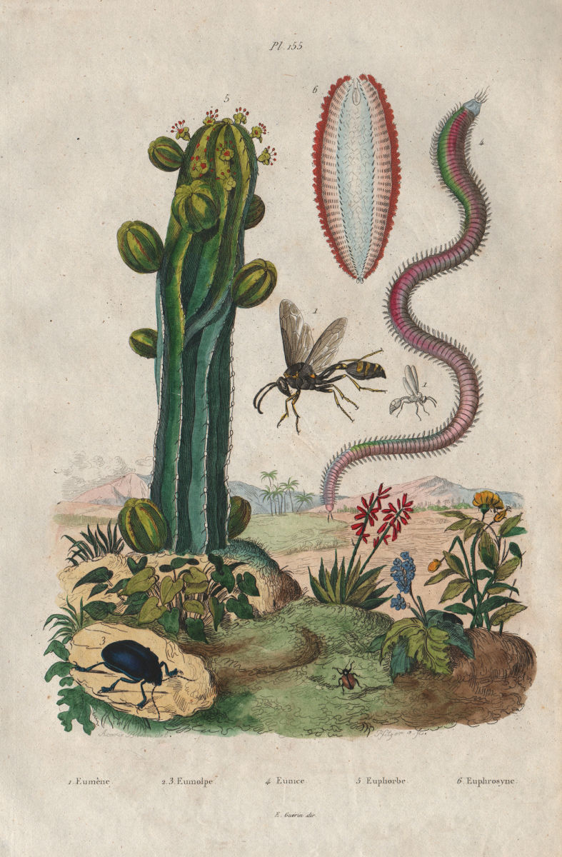 Potter wasp. Bobbitt worm. Euphorbia (Spurge). Euphrosyne worm 1833 old print
