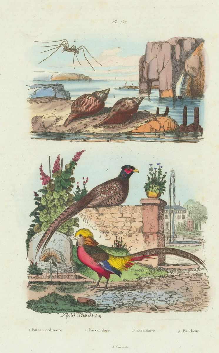 Common/Golden Pheasants.Fasciolaria/Tulip snail.Opiliones/Harvestman spider 1833