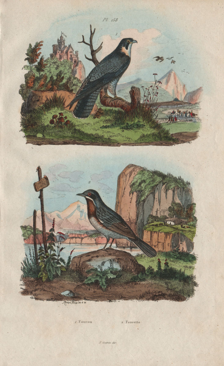 BIRDS. Faucon (Falcon). Fauvette (Warbler) 1833 old antique print picture