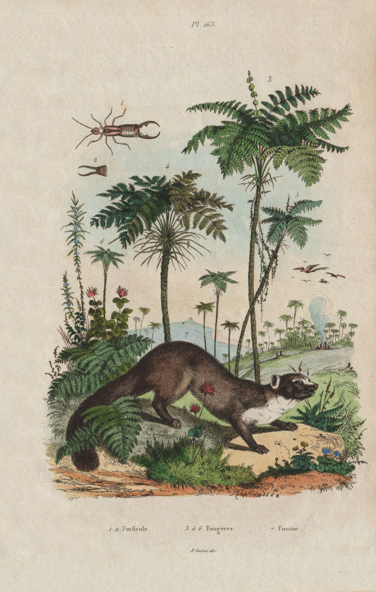 Forficule (Earwig). Fougères (ferns). Fouine (Weasel) 1833 old antique print