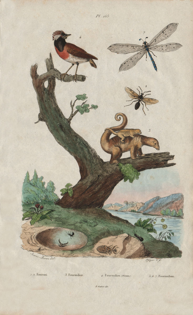 Fourmi (Ant). Fourmilier (Anteater - bird & mammal). Fourmilion (Antlion) 1833