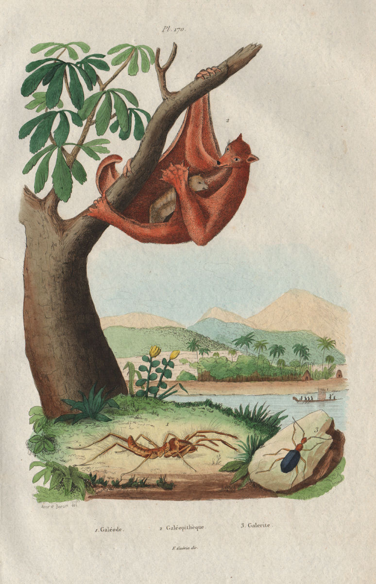 Associate Product Eremobates spider. Galéopithèque (Philippine Flying Lemur). Galerita beetle 1833