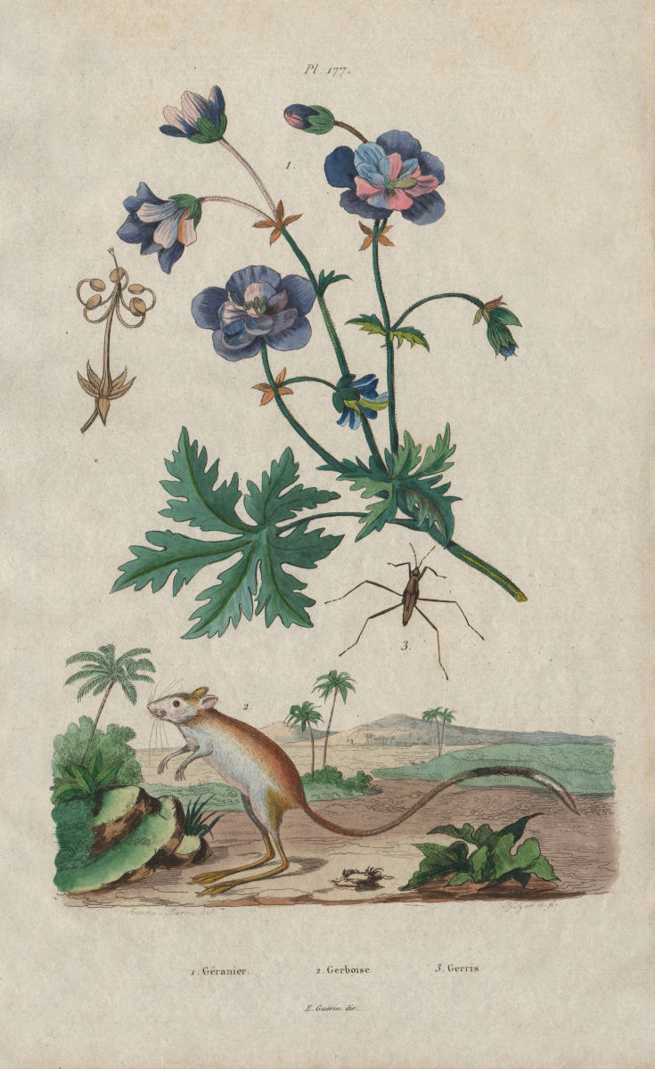 Géranier (Geranium). Gerboise (Jerboa). Gerridae (Water Strider) 1833 print