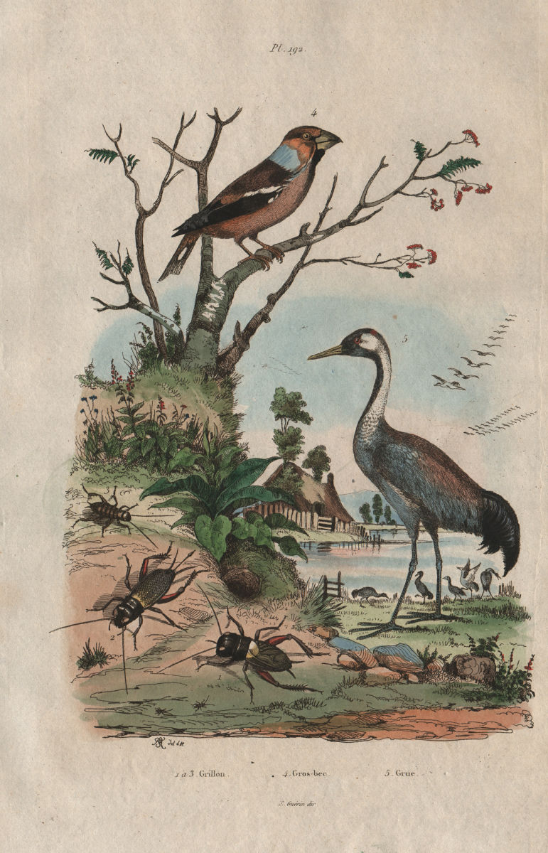 INSECTS. Grillon (Cricket). Gros Bec (Grosbeak). Grue (Crane) 1833 old print