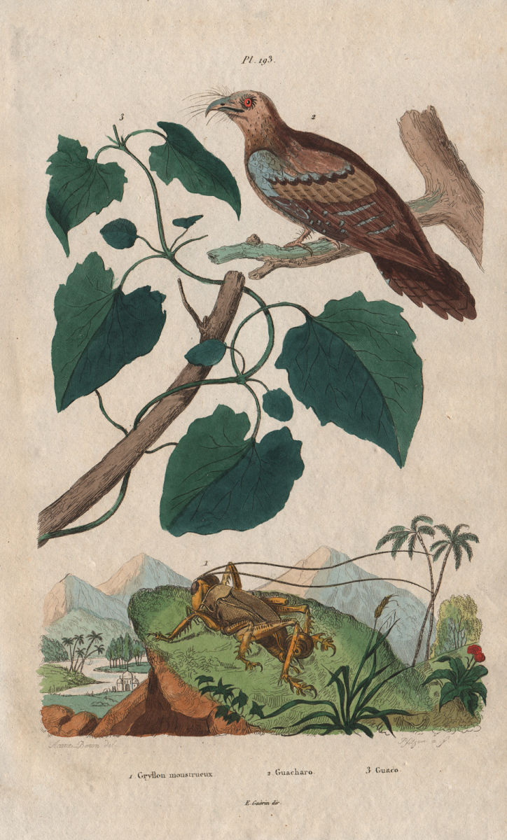 Gryllon monstrueux (Cricket). Guacharo (Oilbird). Guaco (Mikania) 1833 print