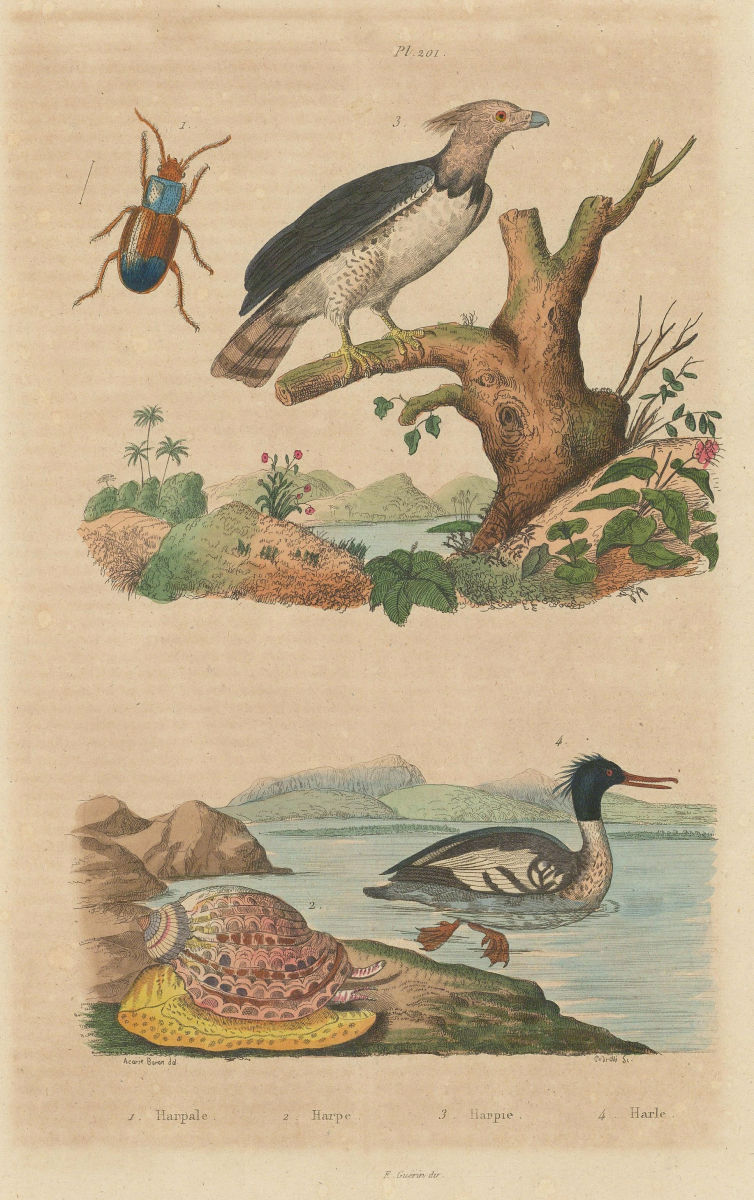 Harpalus beetle. Ventral Harp. Harpy Eagle. Harle (Merganser) 1833 old print