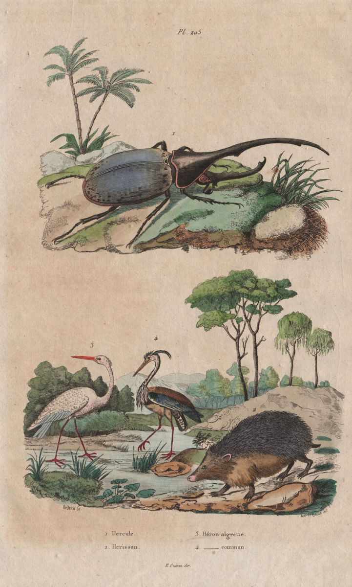Hercules beetle. Herisson (Hedgehog). Héron aigrette (Egret). Grey Heron 1833