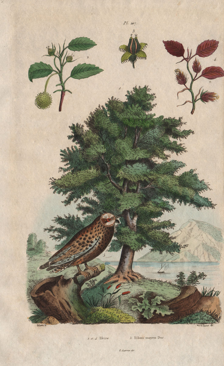 Hètre (beechwood). Hibou Moyen Duc (Long-eared Owl) 1833 old antique print