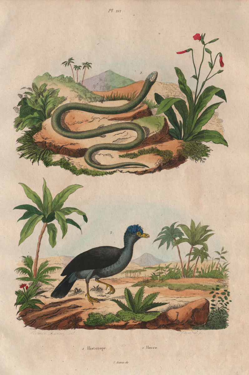 BIRDS. Histerope. Green snake. Hocco (Curassow) - extinct type? 1833 old print
