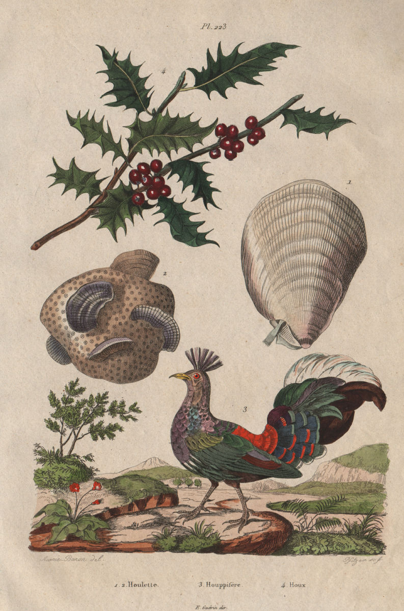 Associate Product Houlette (scallop mollusc). Houppifère (Crested Pheasant). Houx (Holly) 1833