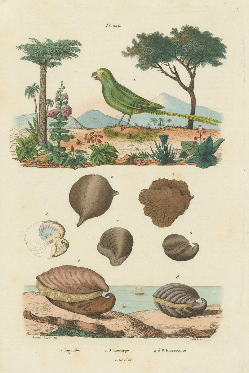 Ground parrot. Inocarpus (Tahitian chestnut). Inoceramus extinct mollusc 1833