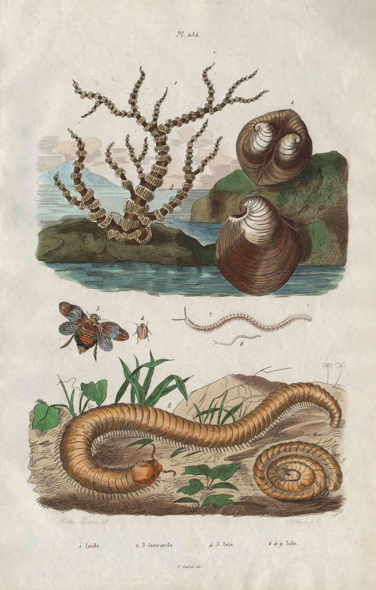 Iside. Isocarde (Glossus humanus - Oxheart Clam). Isie. Julida millipede 1833