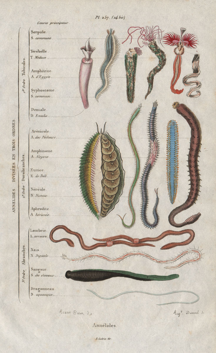 WORMS. Annélides. Annelids. 3 orders. Classification 1833 old antique print