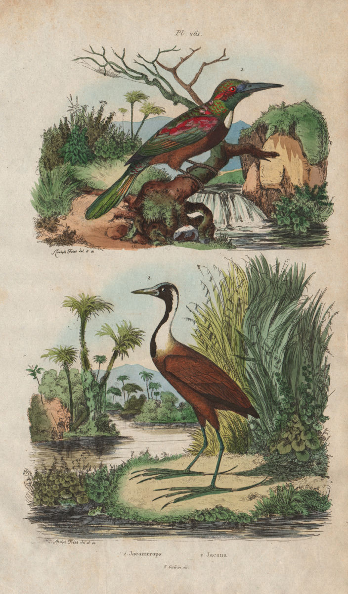 BIRDS. Jacamerops (Great Jacamar). Jacana/Jaçana 1833 old antique print