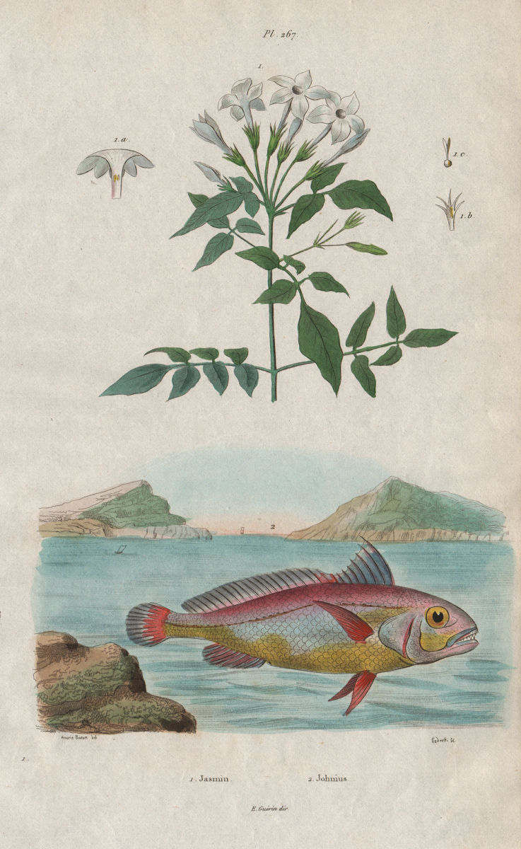 FISH/PLANTS. Jasmin (Jasmine). Johnius (Croaker) 1833 old antique print