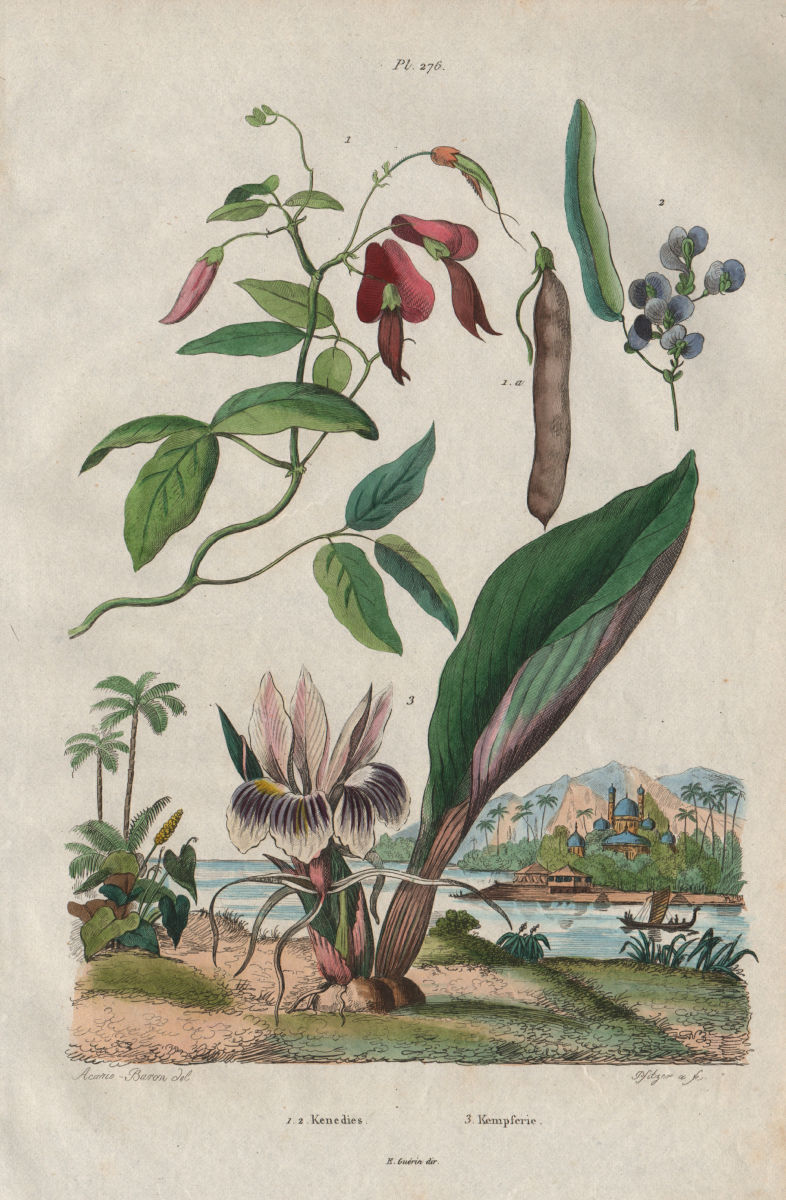 PLANTS. Kenedies (Kennedia). Kempferie (Kaempferia) 1833 old antique print