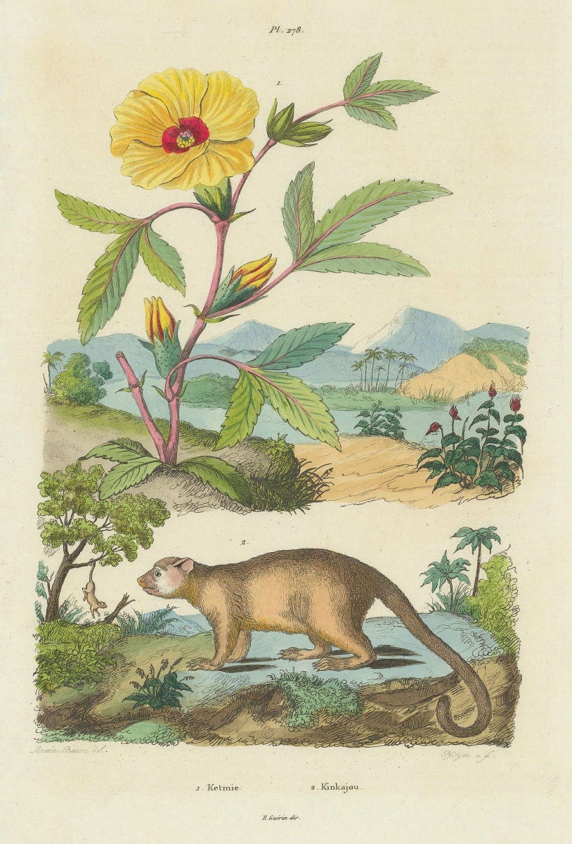 Ketmie (Hibiscus). Kinkajou (Honey bear) 1833 old antique print picture