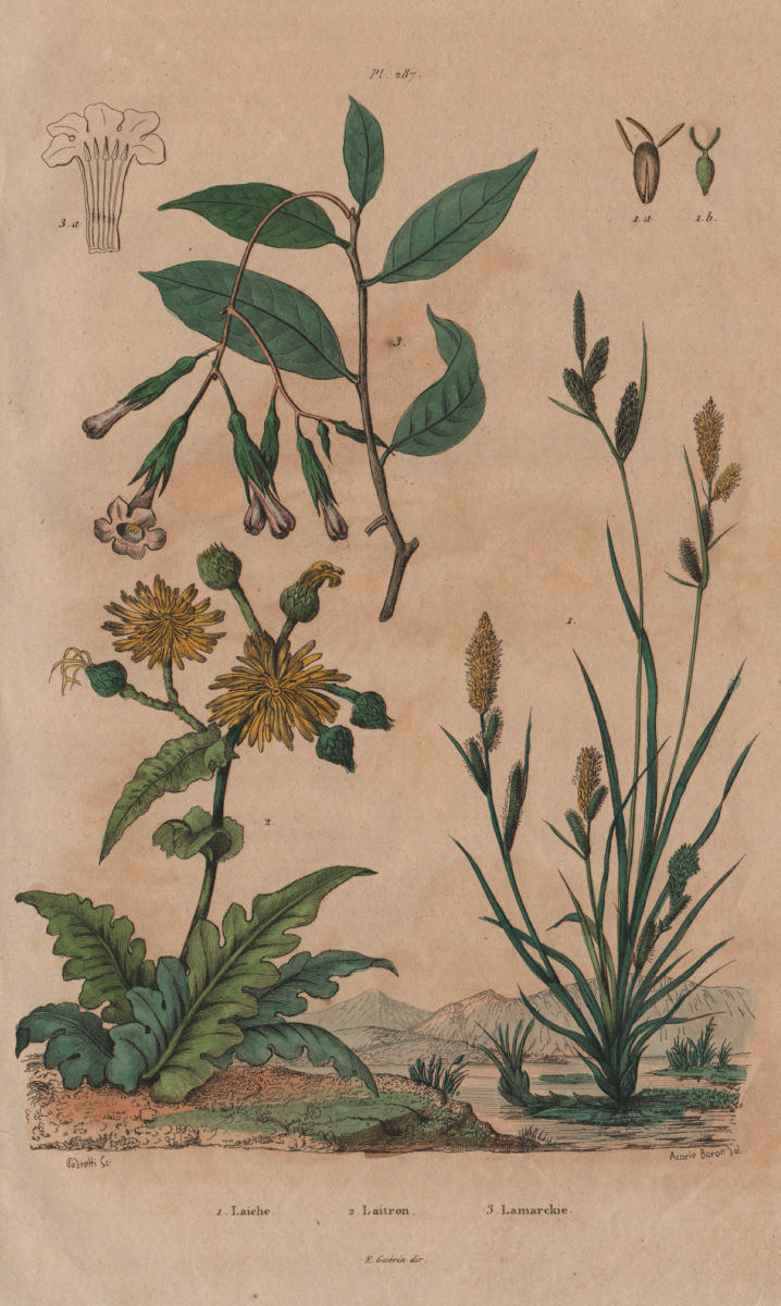 PLANTS. Laiche (Carex). Laitron (Sonchus). Lamarckia 1833 old antique print