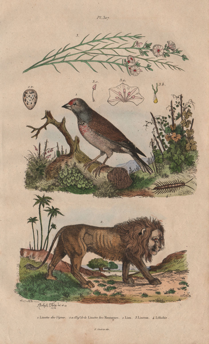 Common Linnet; egg. Lion. Convolvulus (bindweed). Lithobius (centipede) 1833