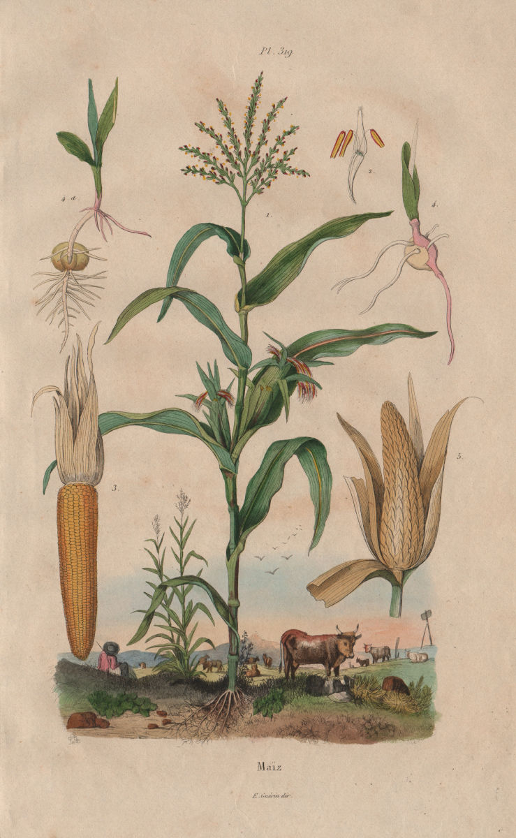 FOOD. Maïz (Maize). Corn. Farming. Agriculture 1833 old antique print picture