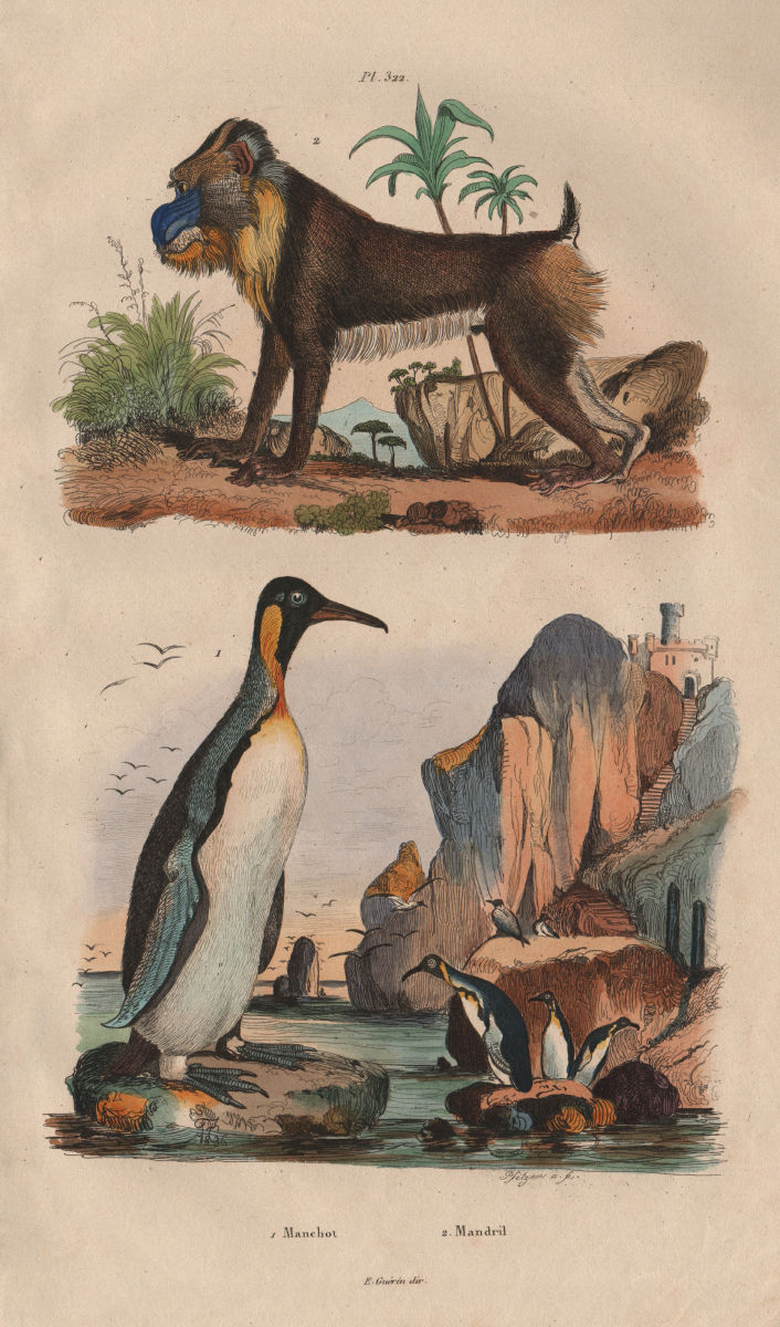 PRIMATES/BIRDS. Manchot (Penguin). Mandrill 1833 old antique print picture