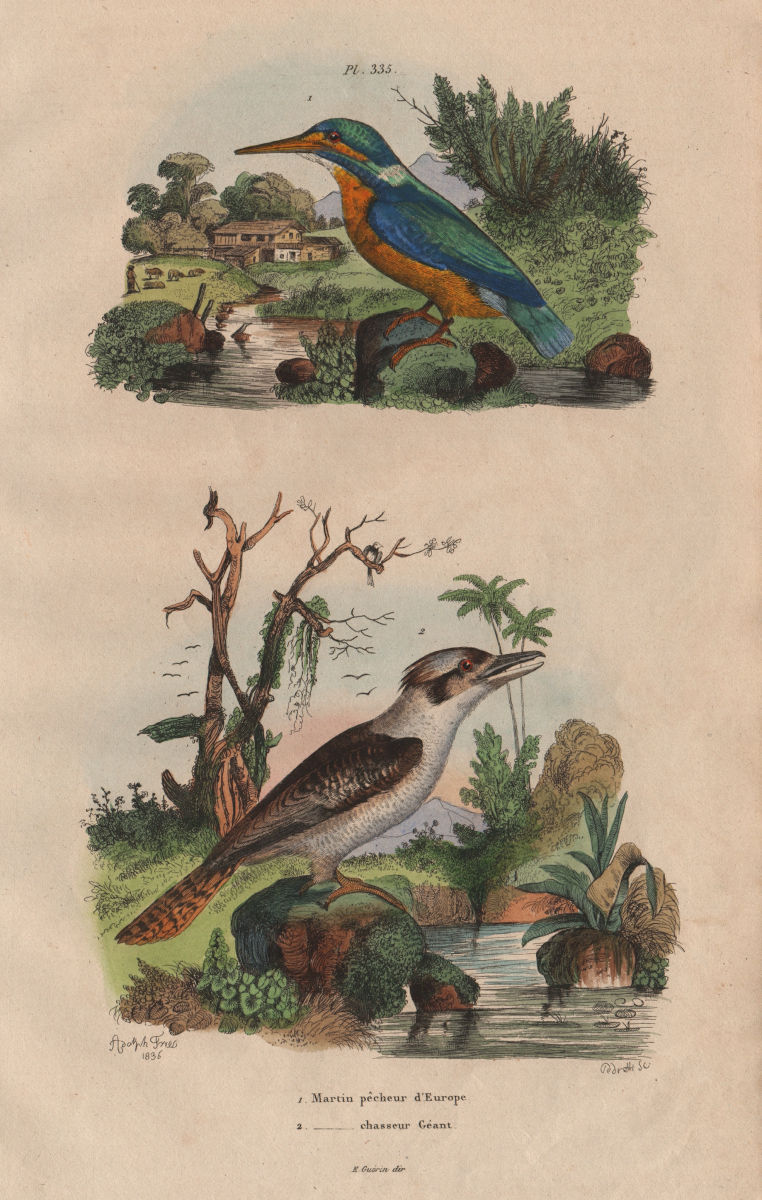 Associate Product KINGFISHERS. Martin Pêcheur. Eurasian Kingfisher. Laughing Kookaburra 1833