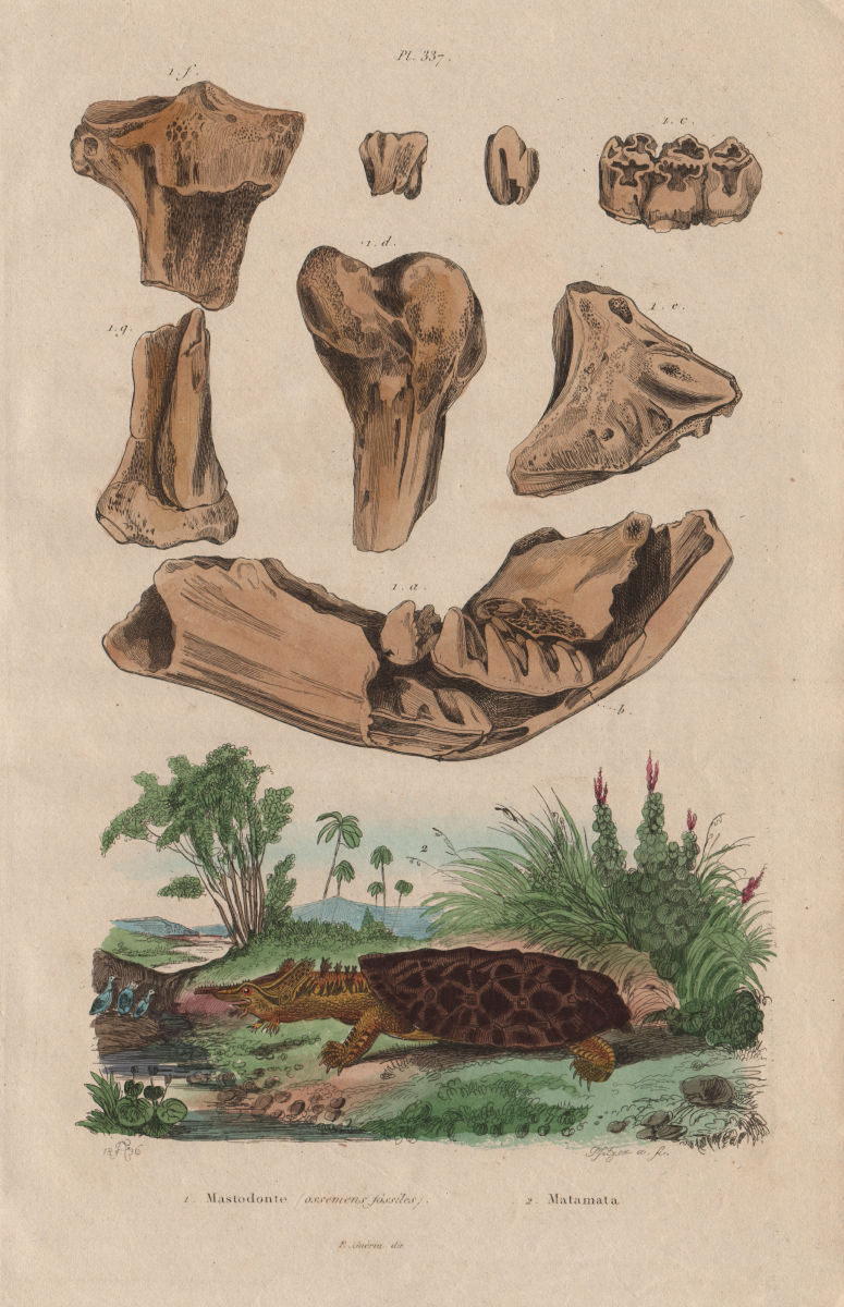 ANIMALS. Mastodon bones (fossils). Matamata turtle 1833 old antique print