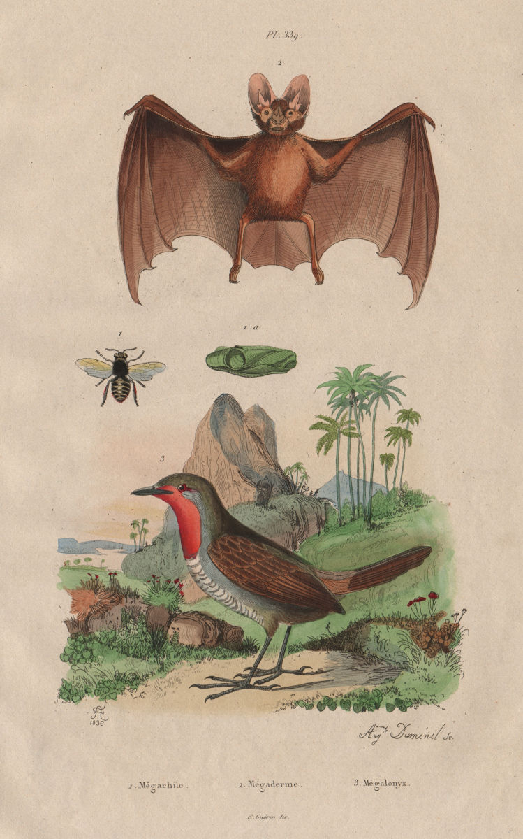 Megachile (leafcutter bee). Megaderma (vampire bat). Mégalonyx (Megalonyx) 1833