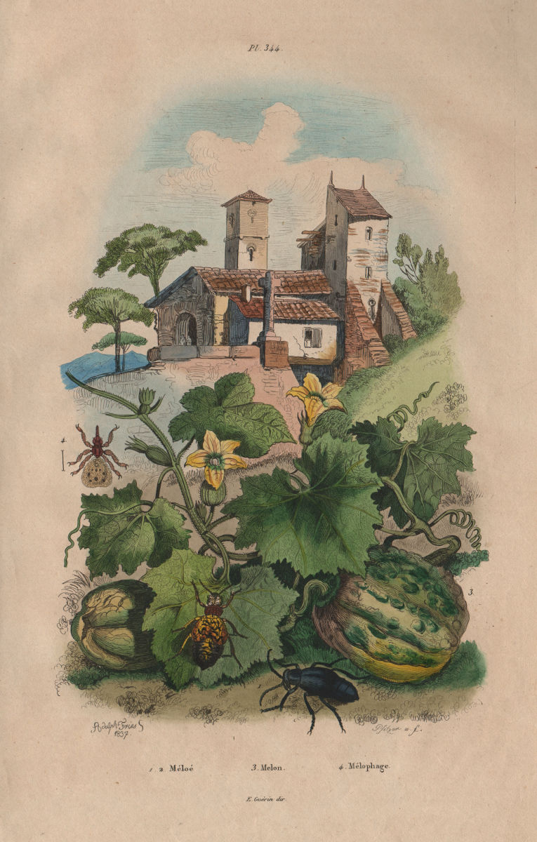 Meloe (Blister Beetle). Melon. Melophagia (Louse Fly/Ked) 1833 old print
