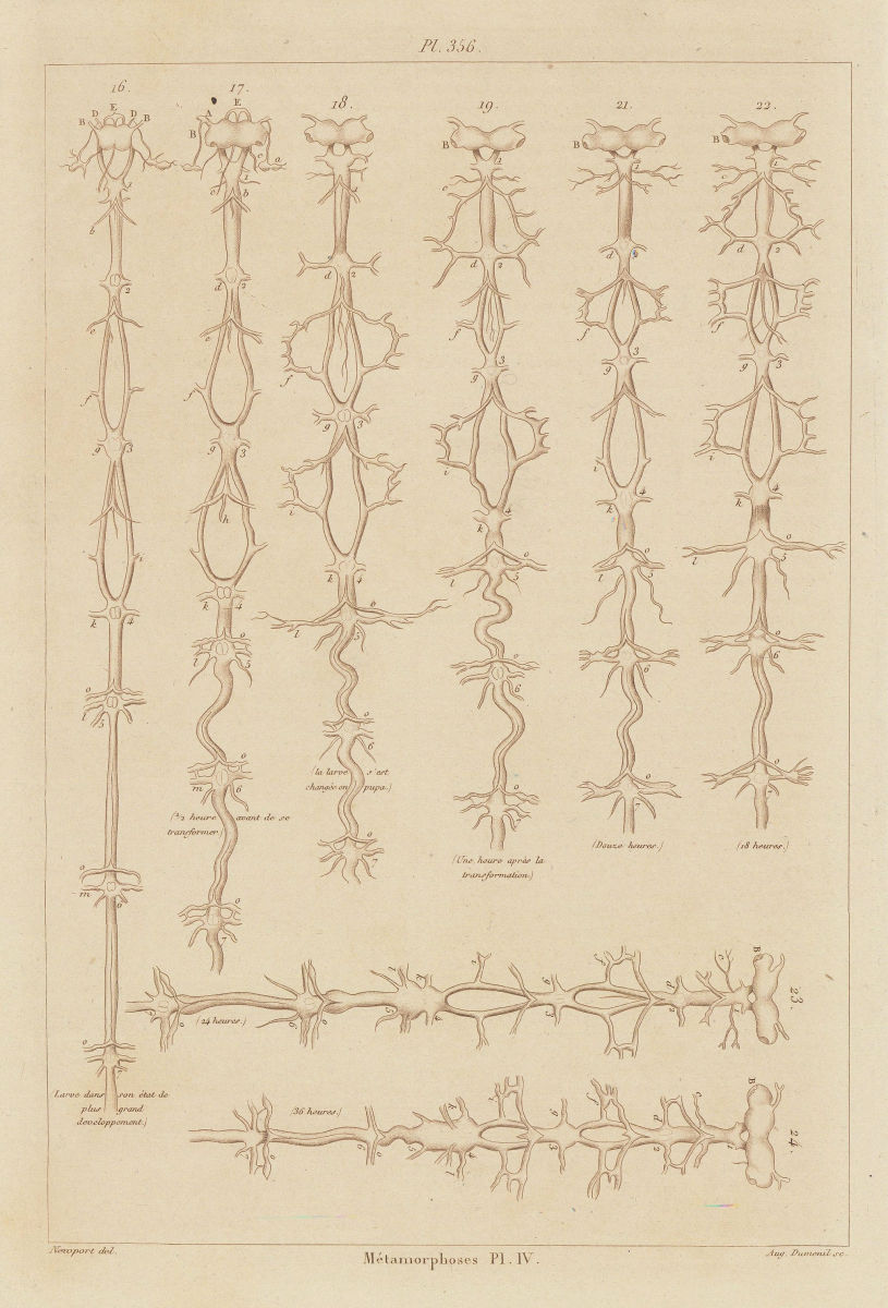 INSECTS. Métamorphoses. Metamorphosis. Pl. IV 1833 old antique print picture