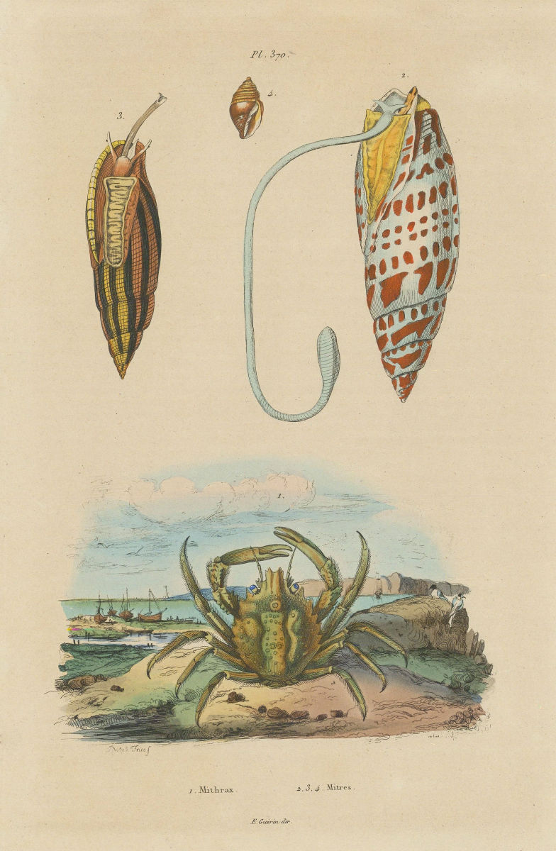 CRUSTACEANS. Mithrax crab. Mithraculus. Mitra Mitra (Episcopal miter) 1833