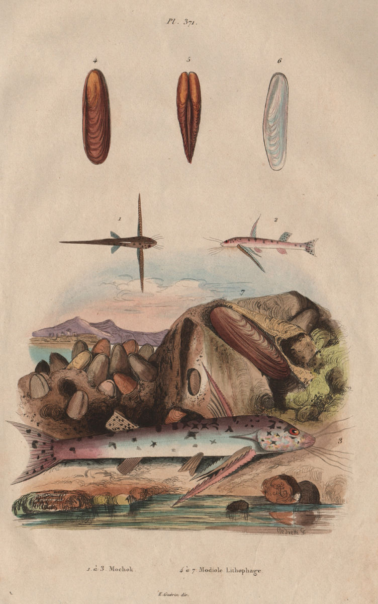 Mochokidae (squeaker catfish). Modiolus (horse mussel) 1833 old antique print