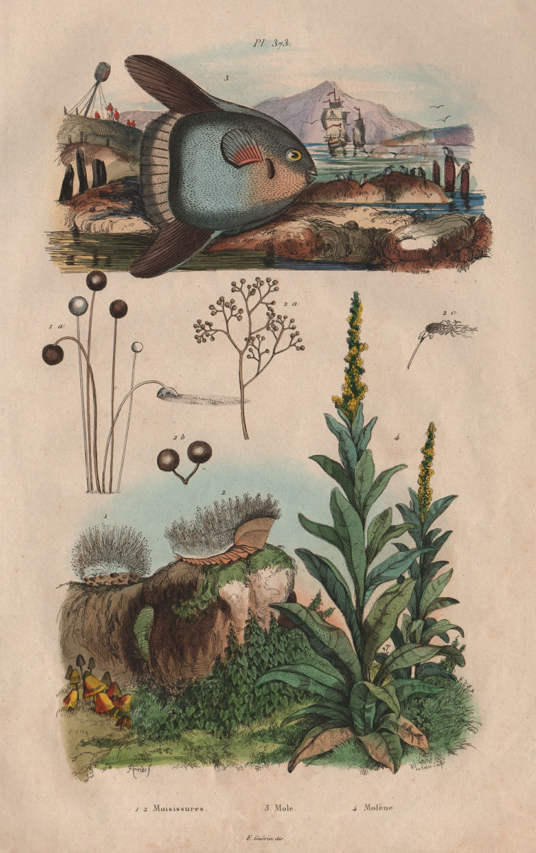 Moisissures (mold). Mola (Ocean Sunfish). Molène (Mullein) 1833 print
