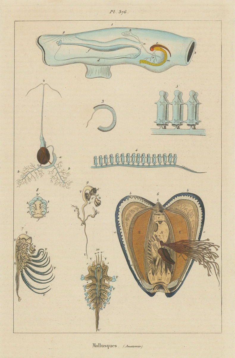 MOLLUSCS. Mollusques. Anatomy II 1833 old antique vintage print picture