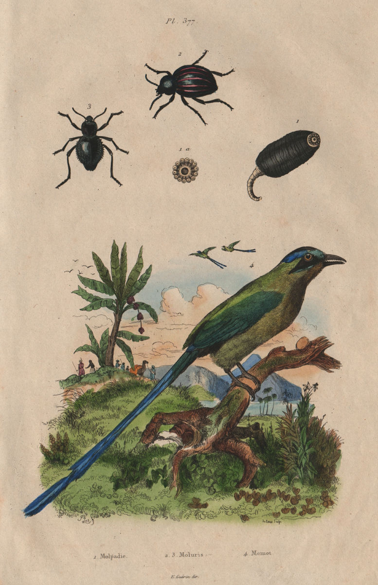 Molpadia. Moluris (Sepidum beetles). Momot (Blue-crowned/Andean motmot) 1833