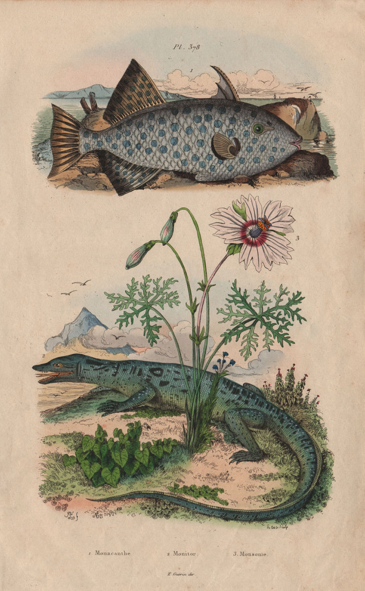 Monacanthidae (filefish). Monitor Lizard. Monsonia speciosa 1833 old print