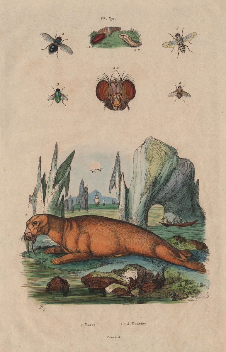 MAMMALS. Morse (Walrus). Mouches (Flies) 1833 old antique print picture