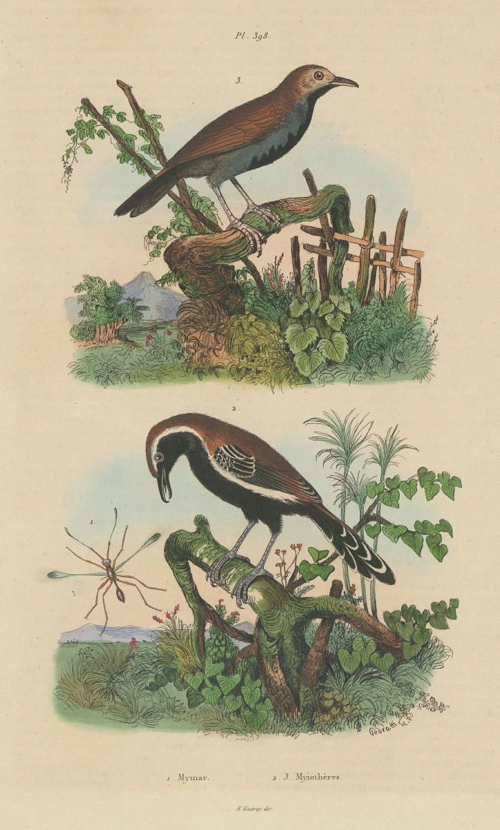 Mymaridae (Fairyfly). Myiotheretes (Tyrant birds) 1833 old antique print