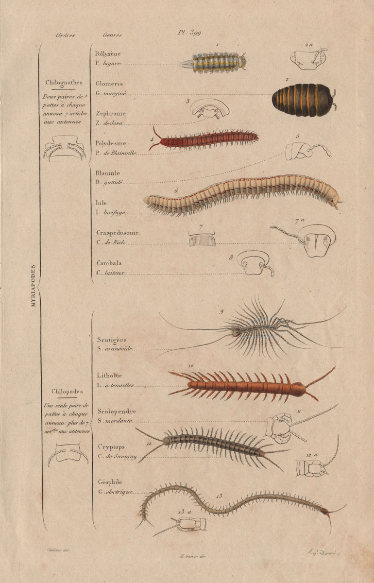 MYRIAPODS. Orders. Arthropods. Classification. Myriapoda 1833 old print