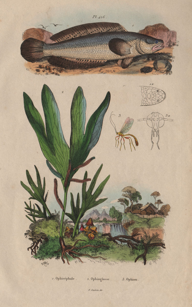 Ophicéphale (Channa barb). Ophioglossum (Adder-tongue Fern). Ichneumon wasp 1833