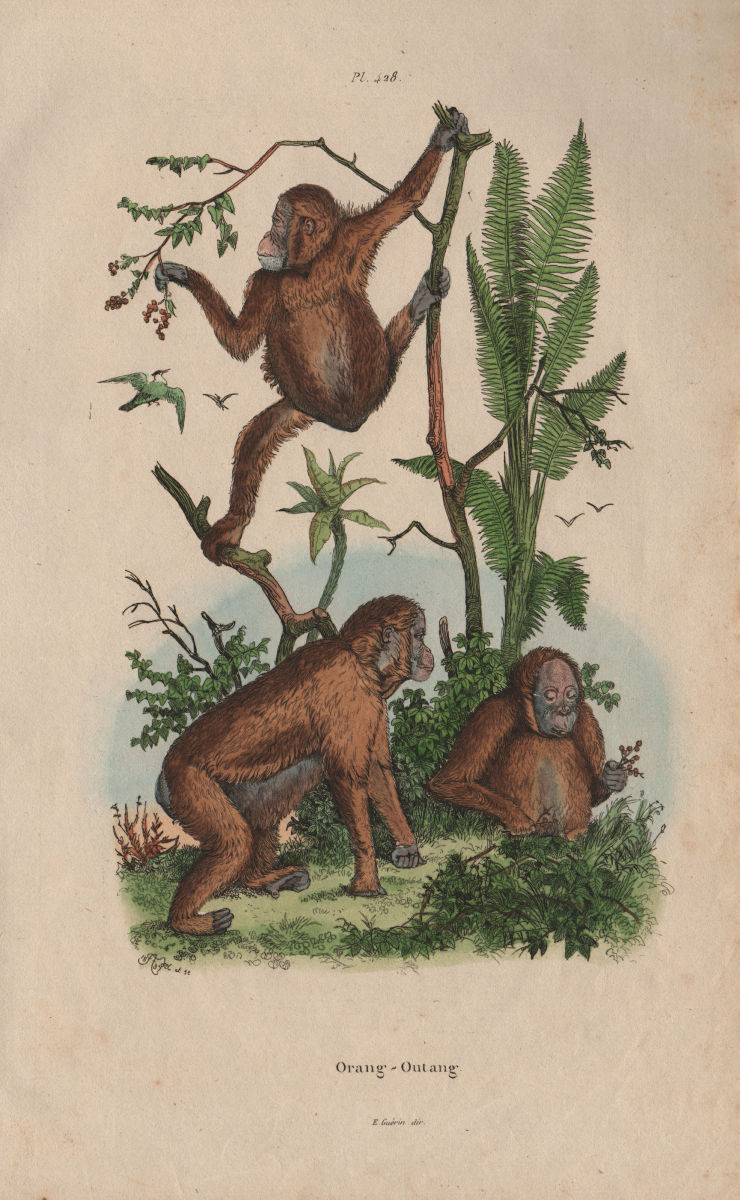 PRIMATES. Orang-Outang. Orangutan 1833 old antique vintage print picture