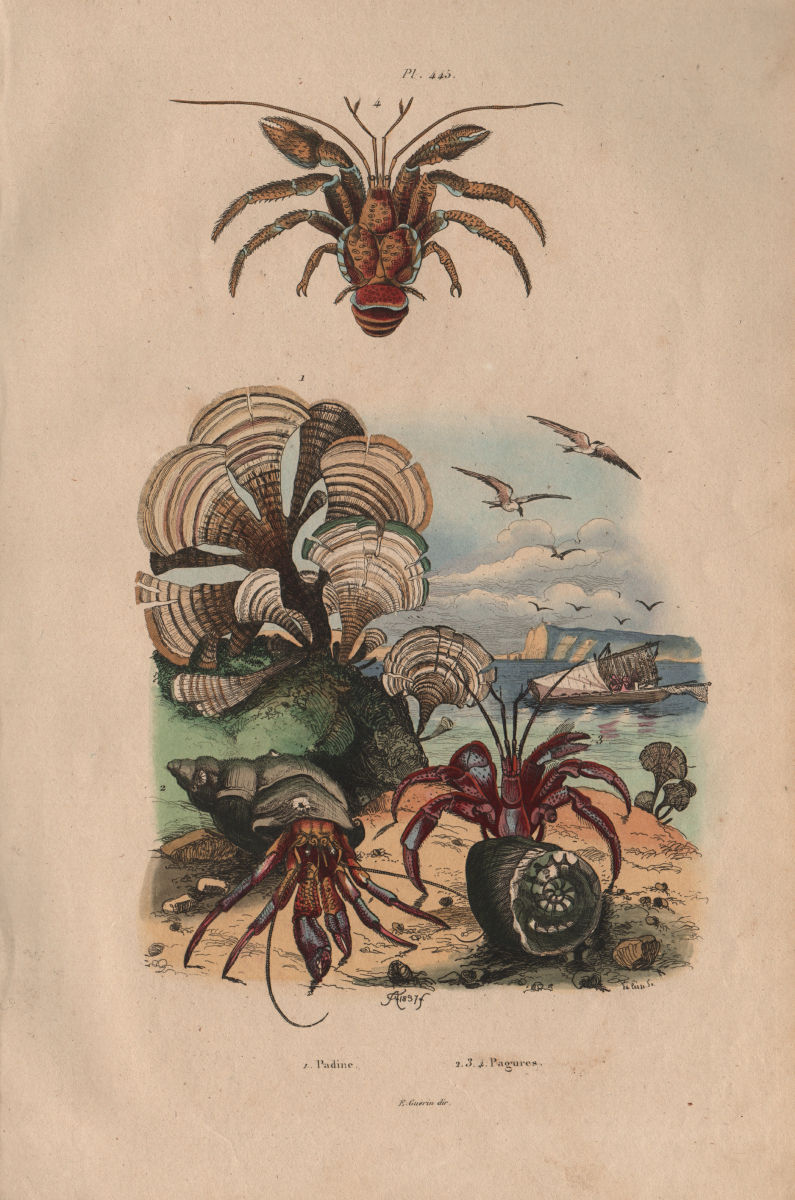 SEASHORE. Padine (Peacock's tail). Pagures (Hermit Crabs) 1833 old print