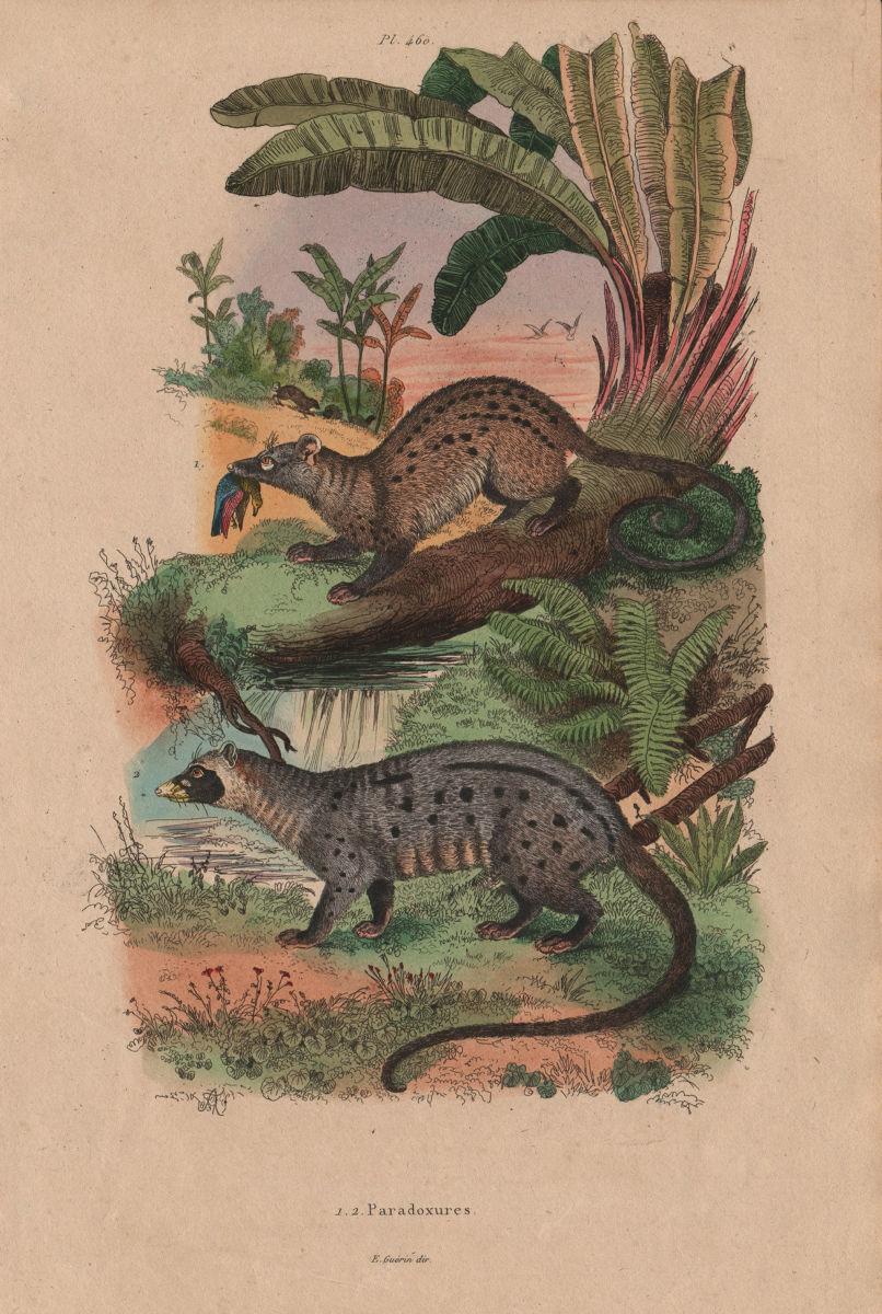 MAMMALS. Paradoxures (Palm Civets) 1833 old antique vintage print picture