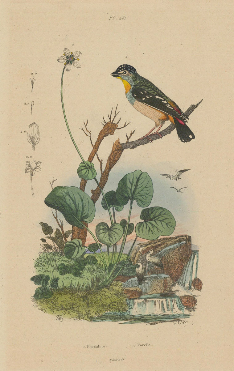 BIRDS/FLOWERS. Pardalote (Peep-Wren). Parelle (Curly Dock) 1833 old print