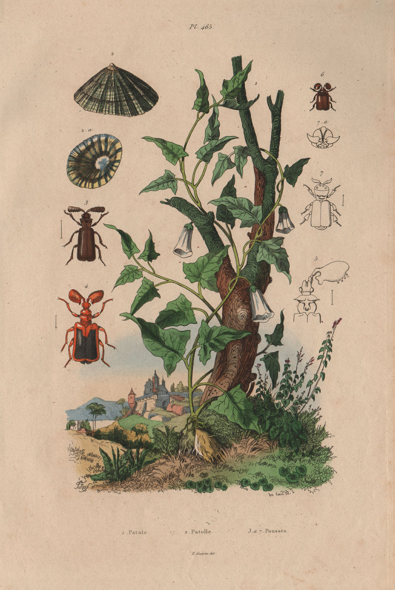 FOOD. Patate (Potato) plant. Patelle (Limpet). Pausse (Ant nest beetle) 1833
