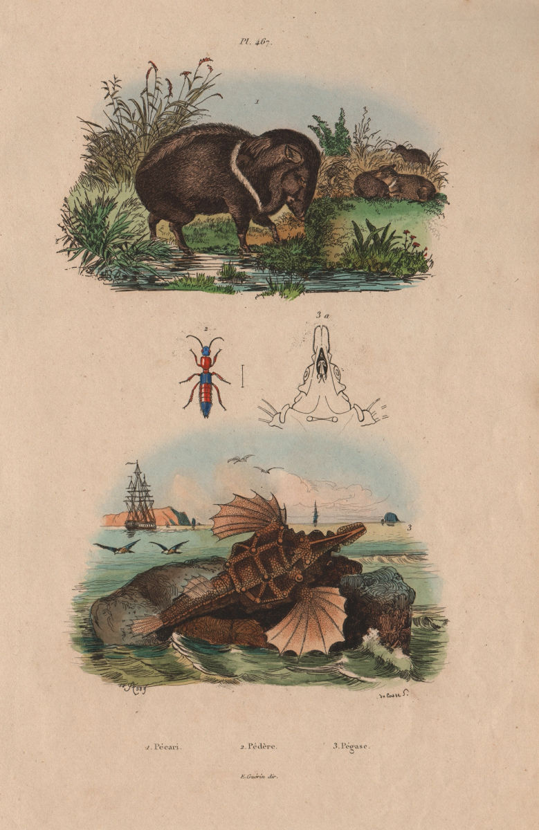ANIMALS. Pécari (Peccary). Pédère. Pégase (Short Dragonfish) 1833 old print