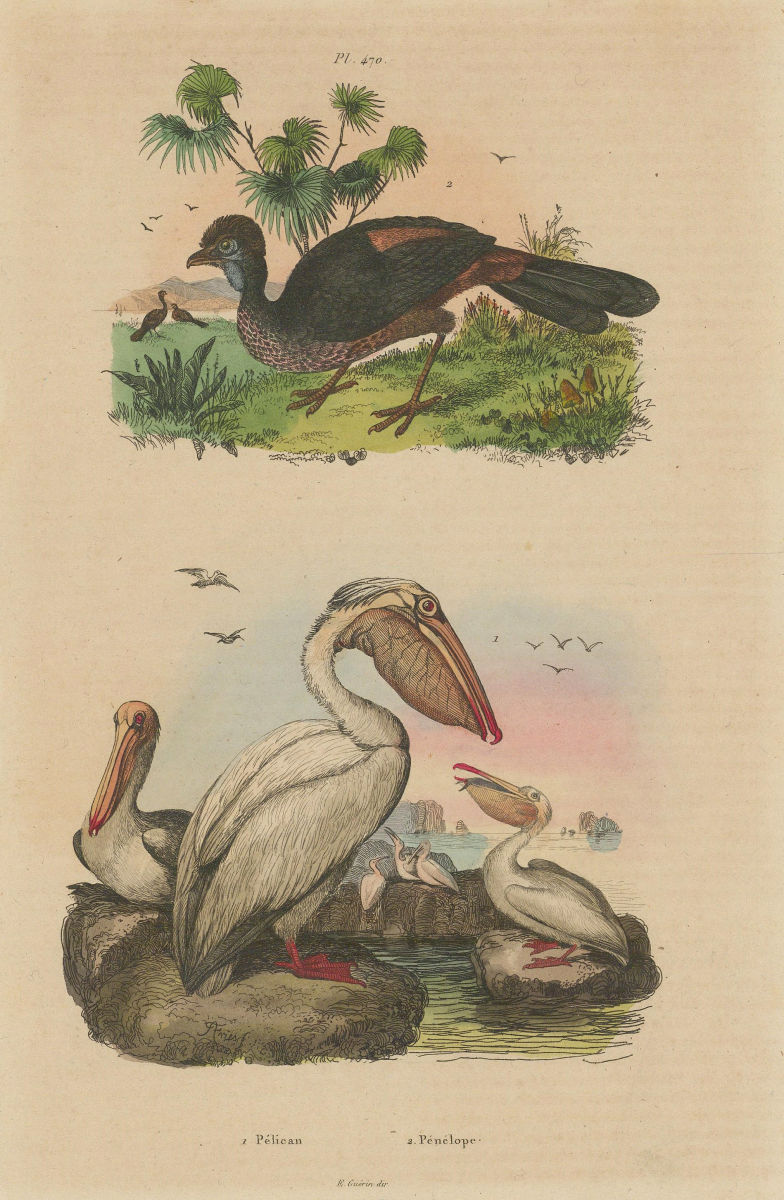 BIRDS. Pélican (Pelican). Pénélope (Guan birds) 1833 old antique print picture